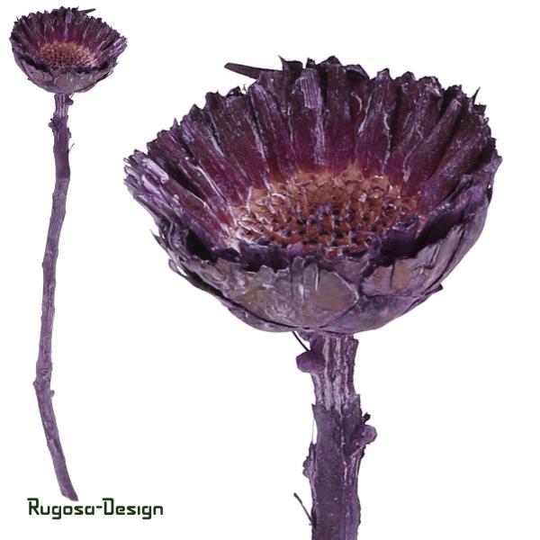 Protea Rosette klein, brombeer/raureif